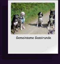 Gemeinsame Gassirunde